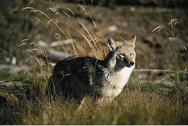 传闻：育碧《刺客信条：无限》细节曝光 将成为系列核心